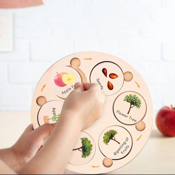 Webby Life Cycle Educational Game | Learn 15 Life Cycles | 3 Wooden Puzzle Boards with 4,5 and 6 Slots Fun Educational Montessori Preschool Game | Wooden Educational Toys for Kids (75 Pieces) - Image 4